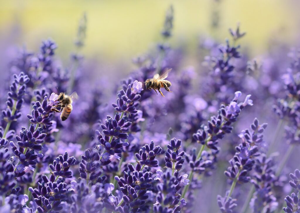 Api che si poggiano su fiori viola