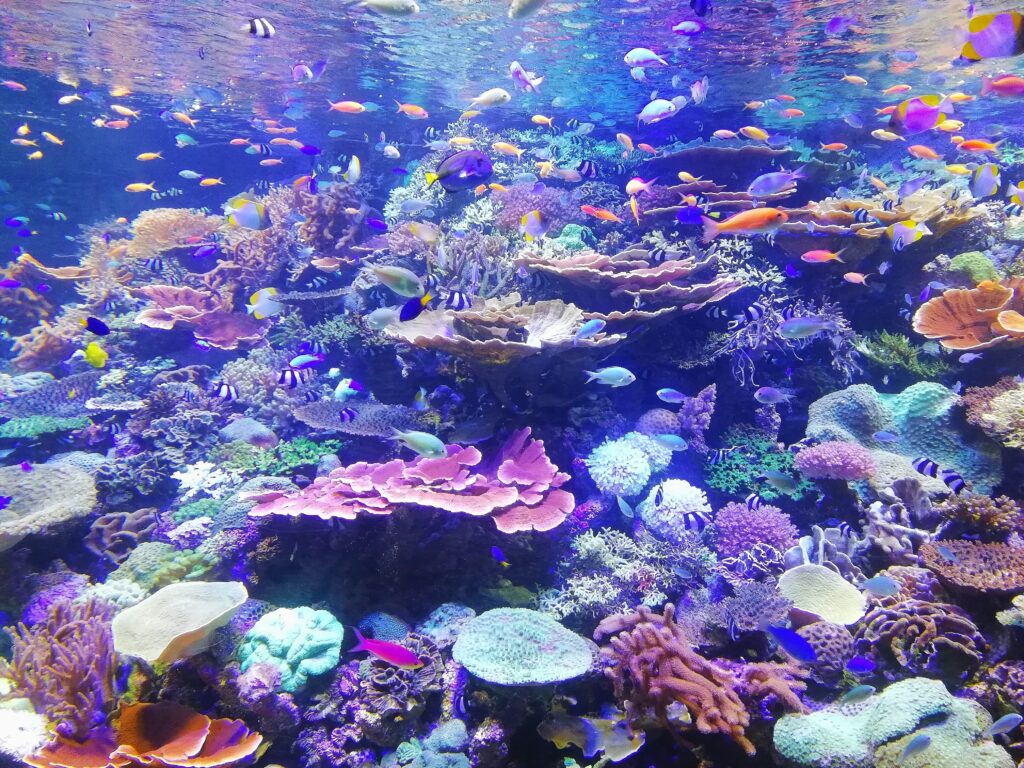 Fondale marino ricco di coralli colorati, anemoni, pesci